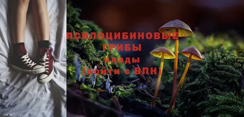 mega ссылка  Касимов  Галлюциногенные грибы Cubensis 