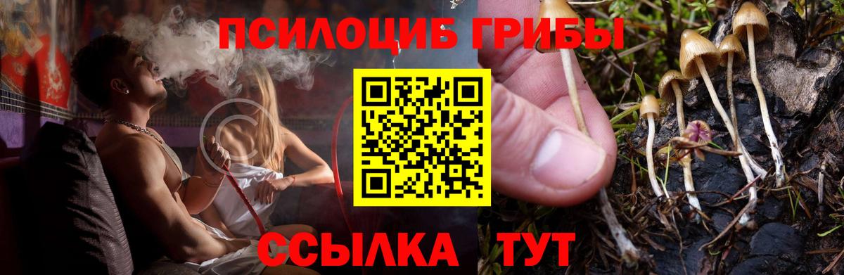 Псилоцибиновые грибы Psilocybine cubensis Касимов